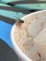 Lucilia sericata