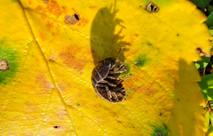 Cryptocline betularum