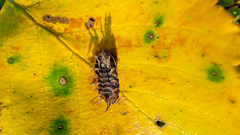 Cryptocline betularum