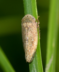 Paraphlepsius continuus