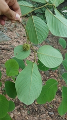Annona holosericea