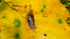 Cryptocline betularum