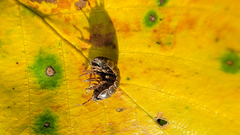 Cryptocline betularum