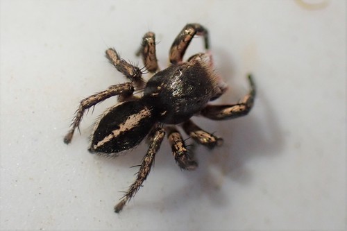 Habronattus americanus