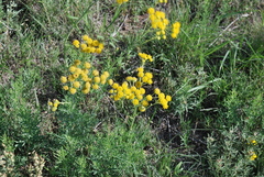 Hymenopappus flavescens