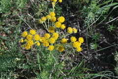 Hymenopappus flavescens