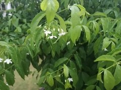 Wrightia religiosa
