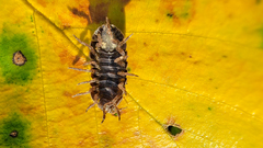 Cryptocline betularum