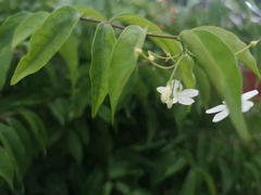 Wrightia religiosa