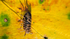 Cryptocline betularum