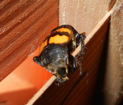 Nicrophorus interruptus