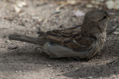 Passer domesticus
