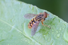 Parhelophilus divisus