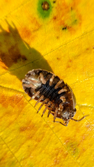 Cryptocline betularum