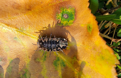 Cryptocline betularum