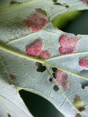 Eriophyes aceris