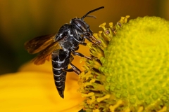 Cyrtocoelioxys