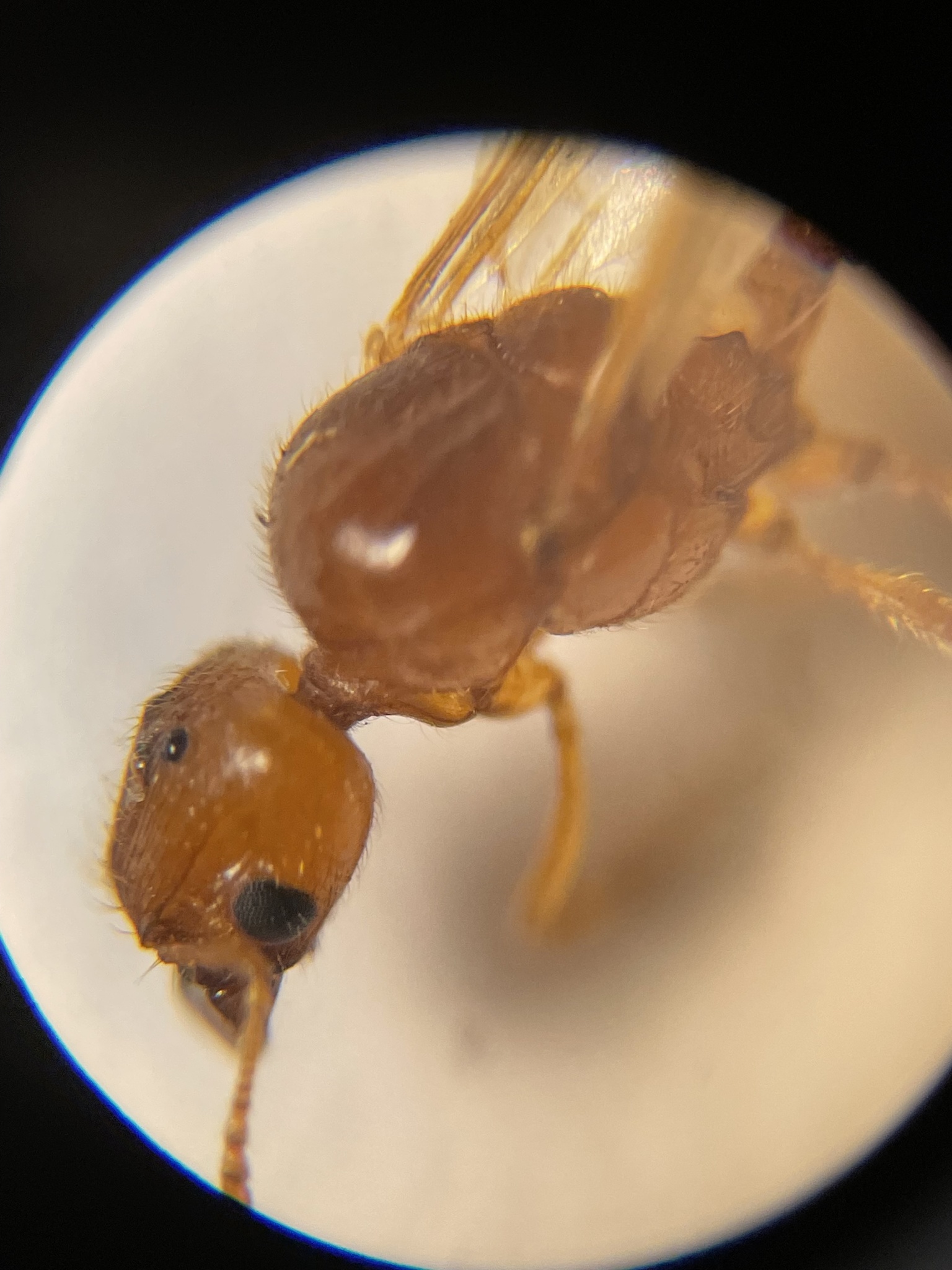 Pheidole lamia