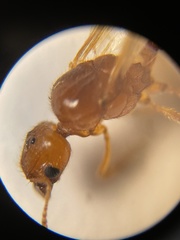 Pheidole lamia