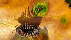 Cryptocline betularum