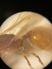 Pheidole lamia