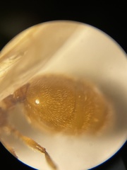 Pheidole lamia
