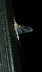 Anthopotamus distinctus