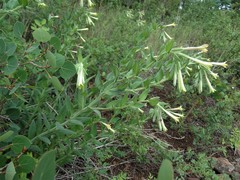 Lithospermum macromeria