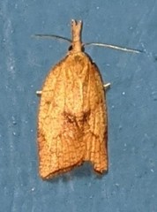 Sparganothis xanthoides