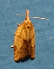 Sparganothis xanthoides