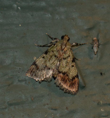 Dimorphic Macalla Moth photo 4