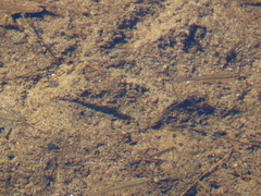 Rhinichthys atratulus