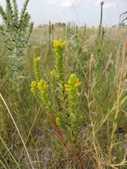 Orthocarpus luteus