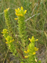 Orthocarpus luteus