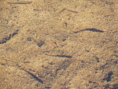 Rhinichthys atratulus