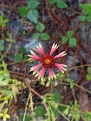 Gaillardia mexicana