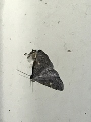 Idia diminuendis