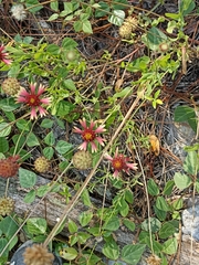 Gaillardia mexicana