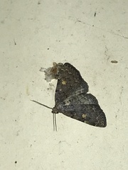 Idia diminuendis