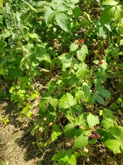 Rubus frondosus
