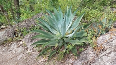 Agave parvidentata