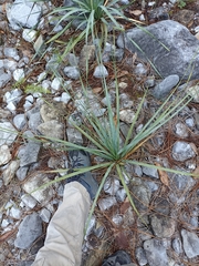 Dasylirion berlandieri