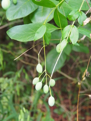 Chionanthus