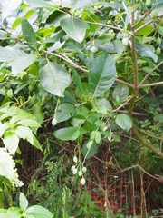 Chionanthus