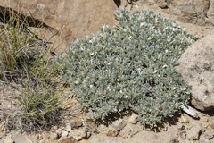 Astragalus hyalinus