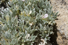 Astragalus hyalinus