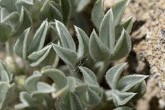 Astragalus hyalinus