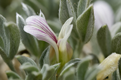 Astragalus hyalinus