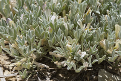 Astragalus hyalinus