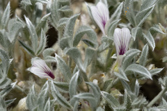 Astragalus hyalinus